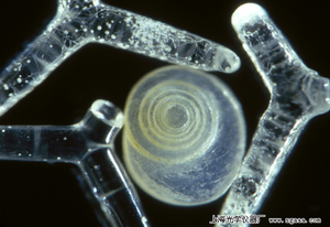 �@΢�R�µ�������ë���uɳ��