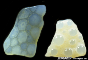 �@΢�R�µ�������ë���uɳ��