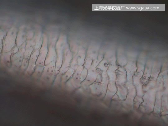 顯微鏡下看被燙、染后損傷的頭發