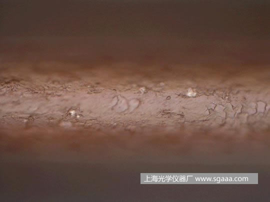 顯微鏡下看被燙、染后損傷的頭發