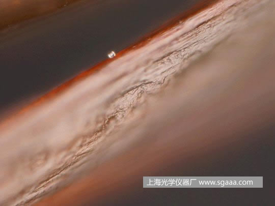 顯微鏡下看被燙、染后損傷的頭發